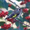 IMG_2201 Goldfinch.JPG